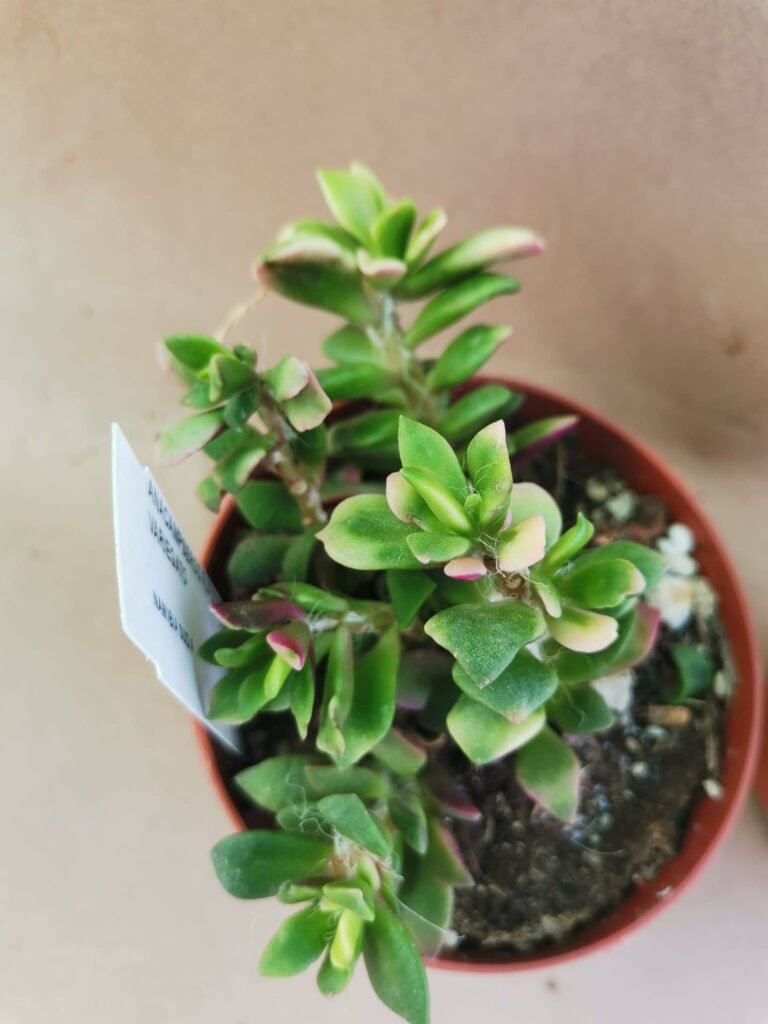 Anacampseros Rufescens Variegata