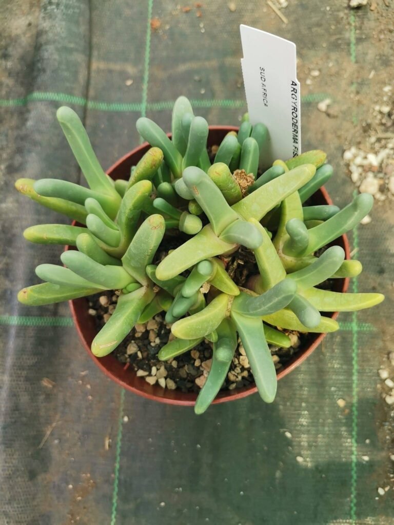 Argyroderma Fissum