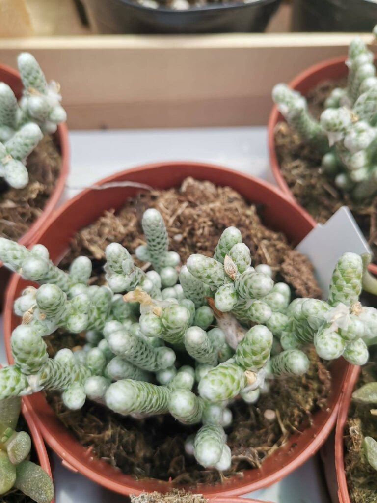 Avonia Papyracea