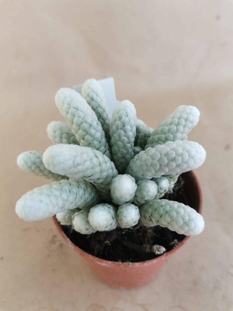 Avonia Papyracea