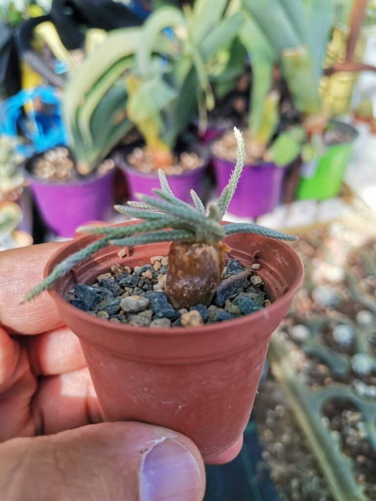 Anacampseros Quinaria ssp Alstonii