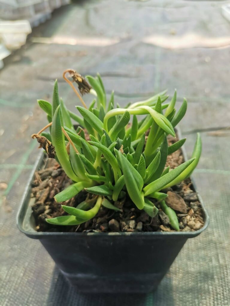 Bergeranthus Jamesii v. Albiflora