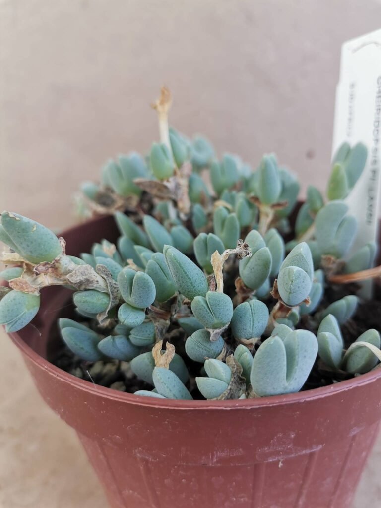Braunsia Maximiliani