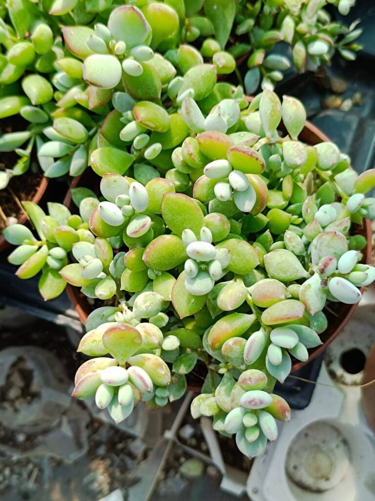 Cotyledon Pendens