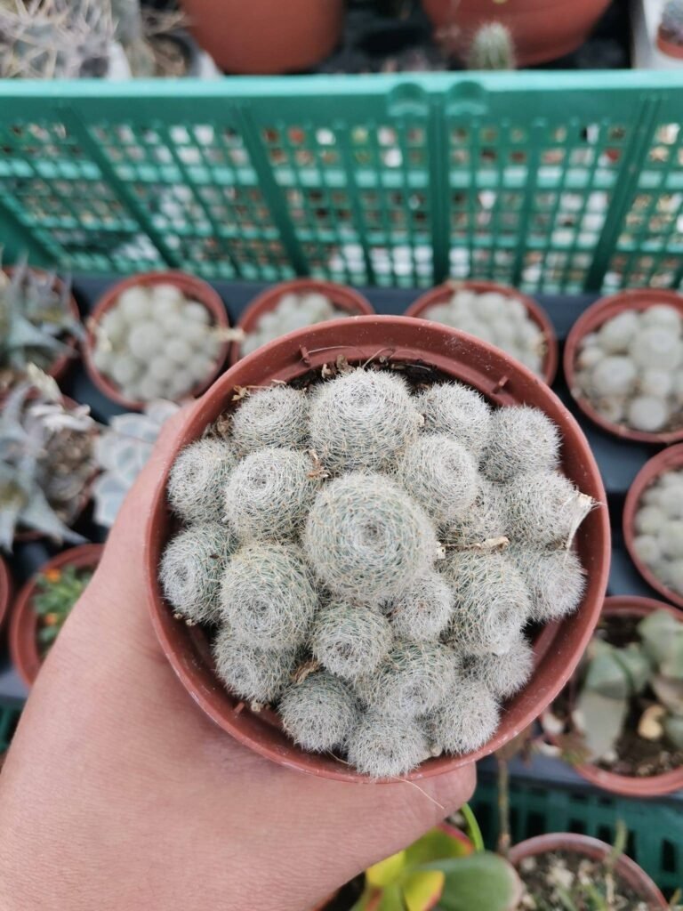 Rebutia Sunrise