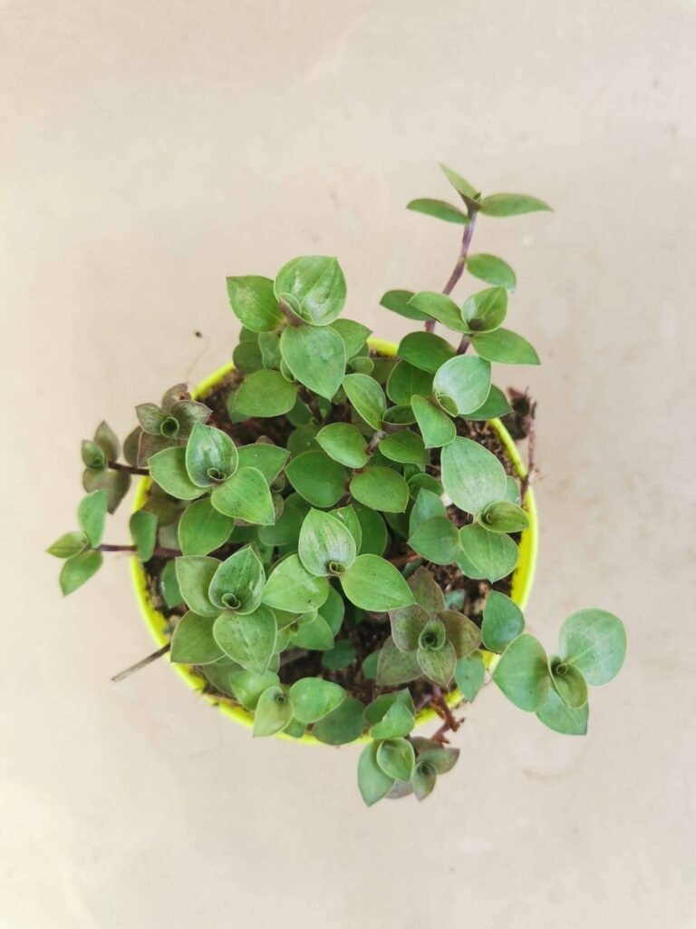 Callisia Repens