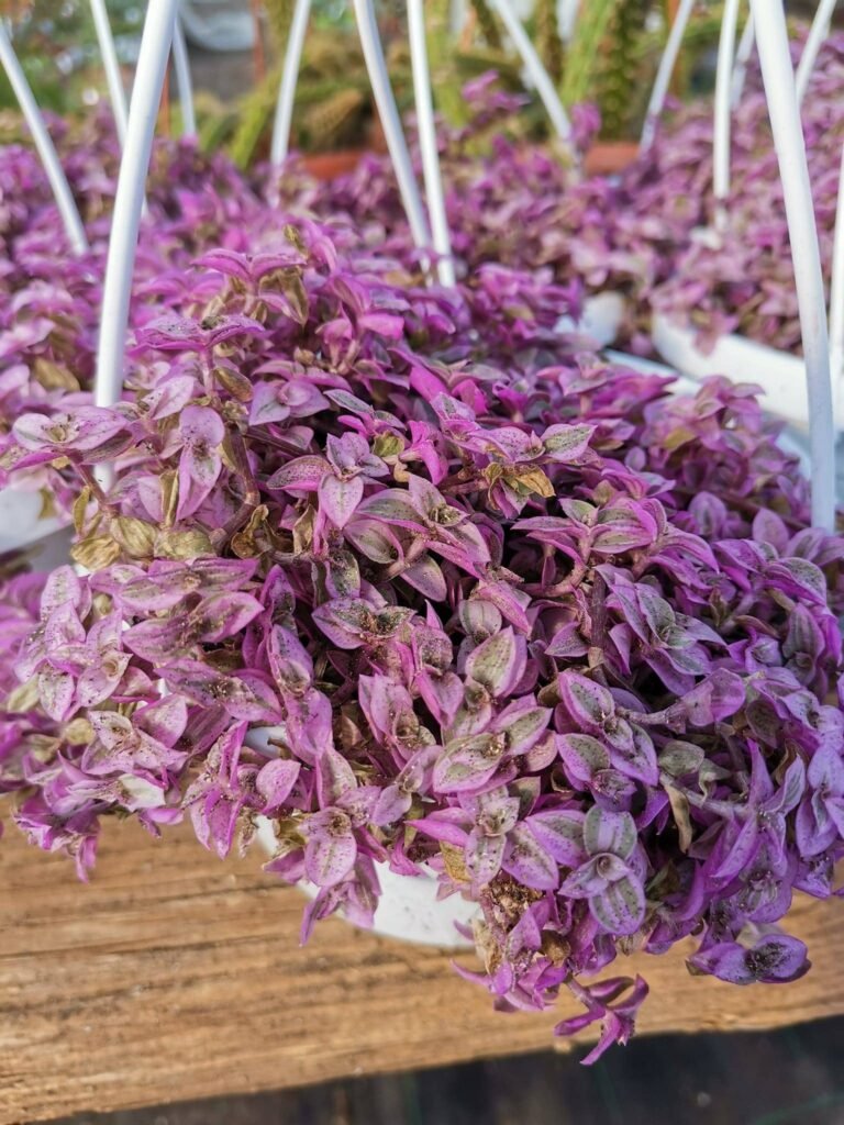Callisia Repens Variegata Pink Lady