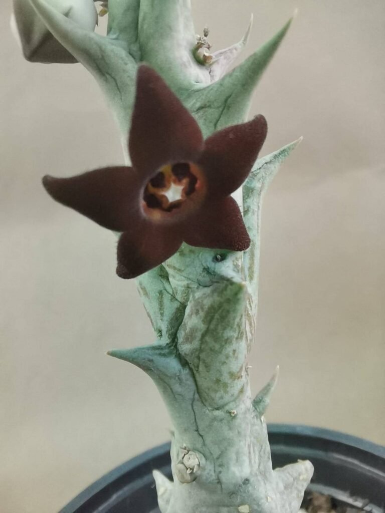 Caralluma Hesperidum