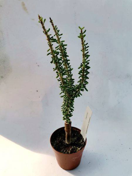 Ceraria Namaquensis