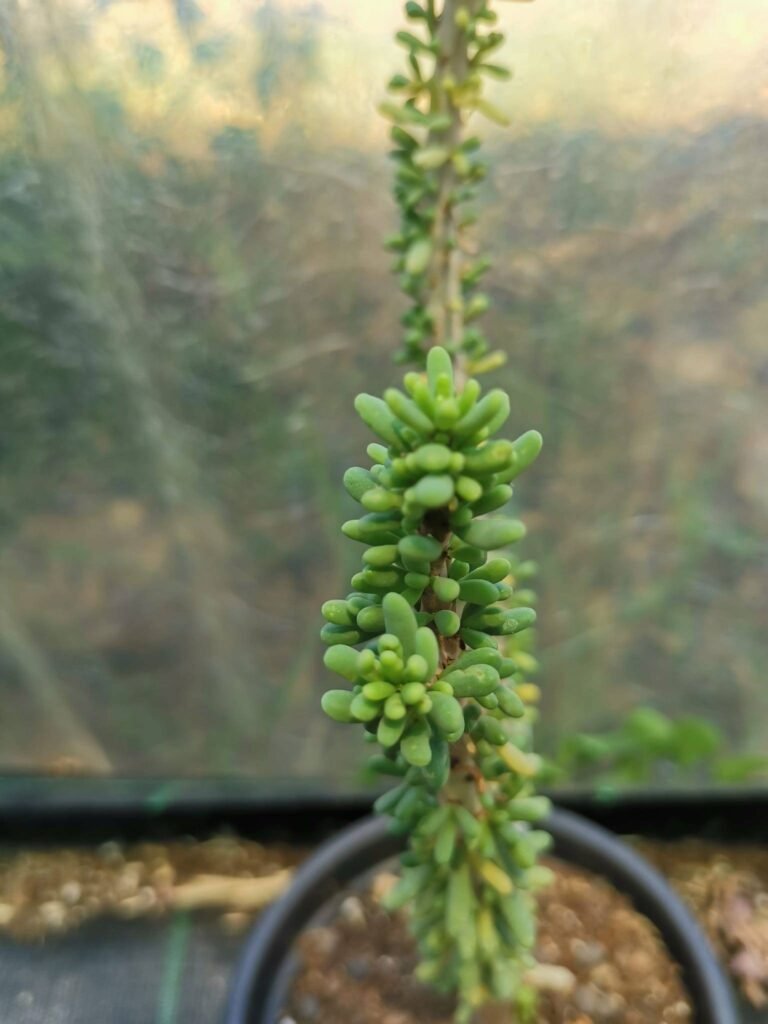 Ceraria Namaquensis