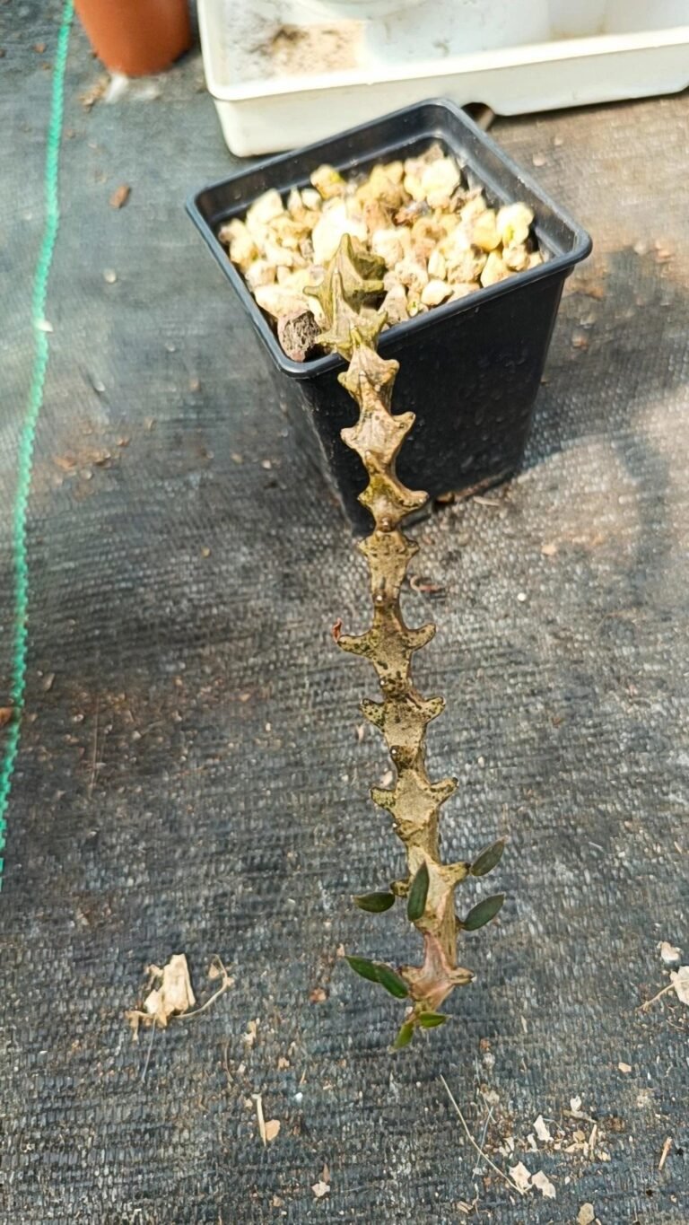 Ceropegia Armandii