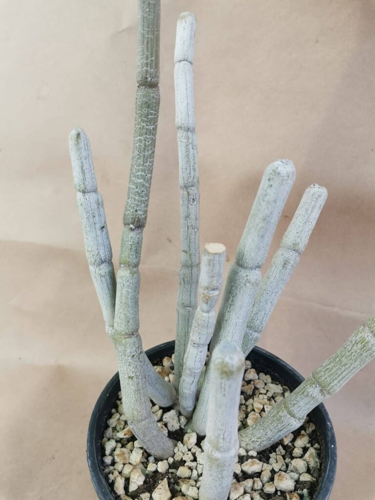 Ceropegia Fusca