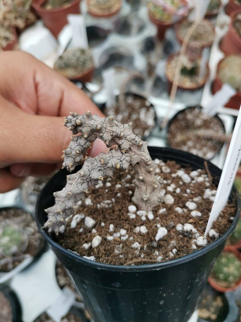 Ceropegia Stapeliiformis
