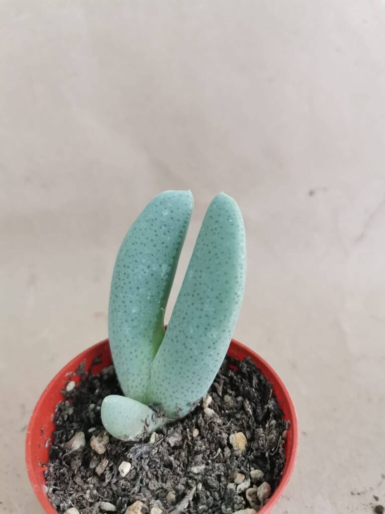 Cheiridopsis Denticulata