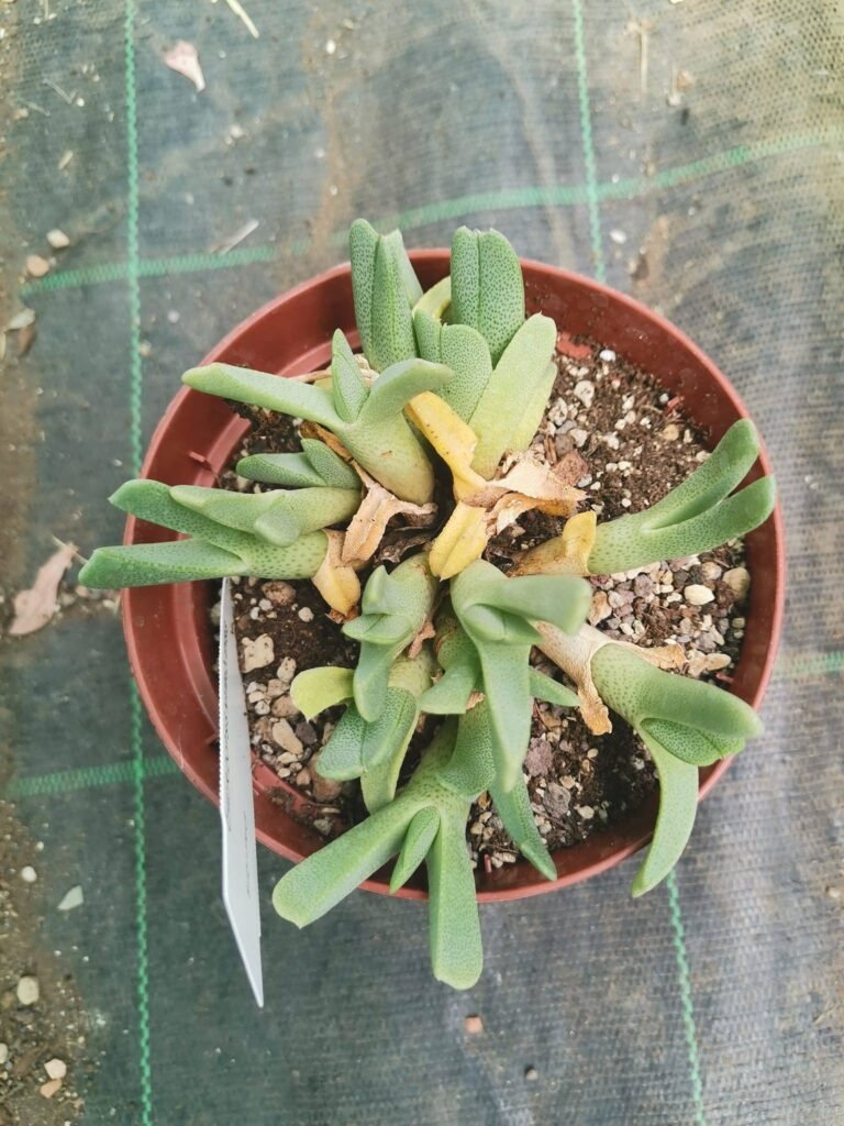 Cheiridopsis Namaquensis