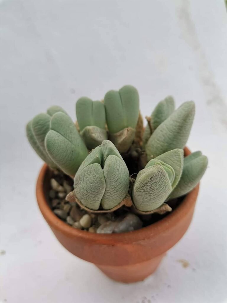 Cheiridopsis Pillansii