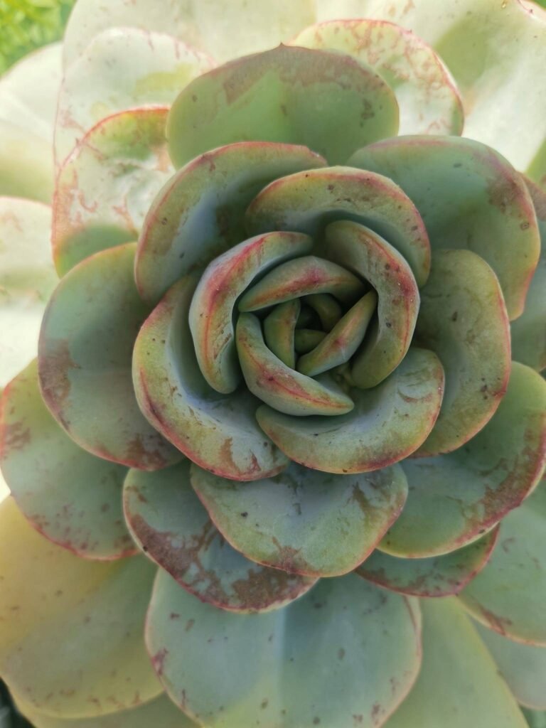 Ciotolona Echeveria sp