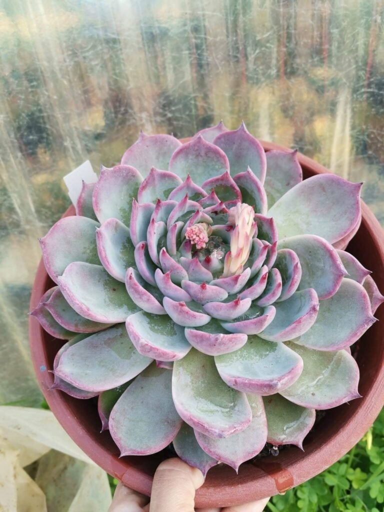 Echeveria Chihuahuensis Big size