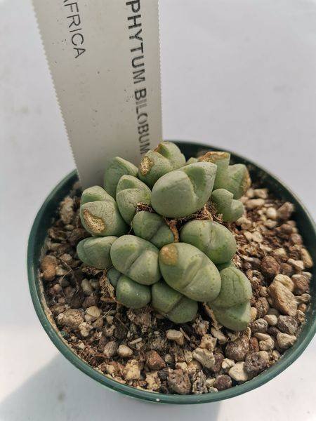 Conophytum Bilobum