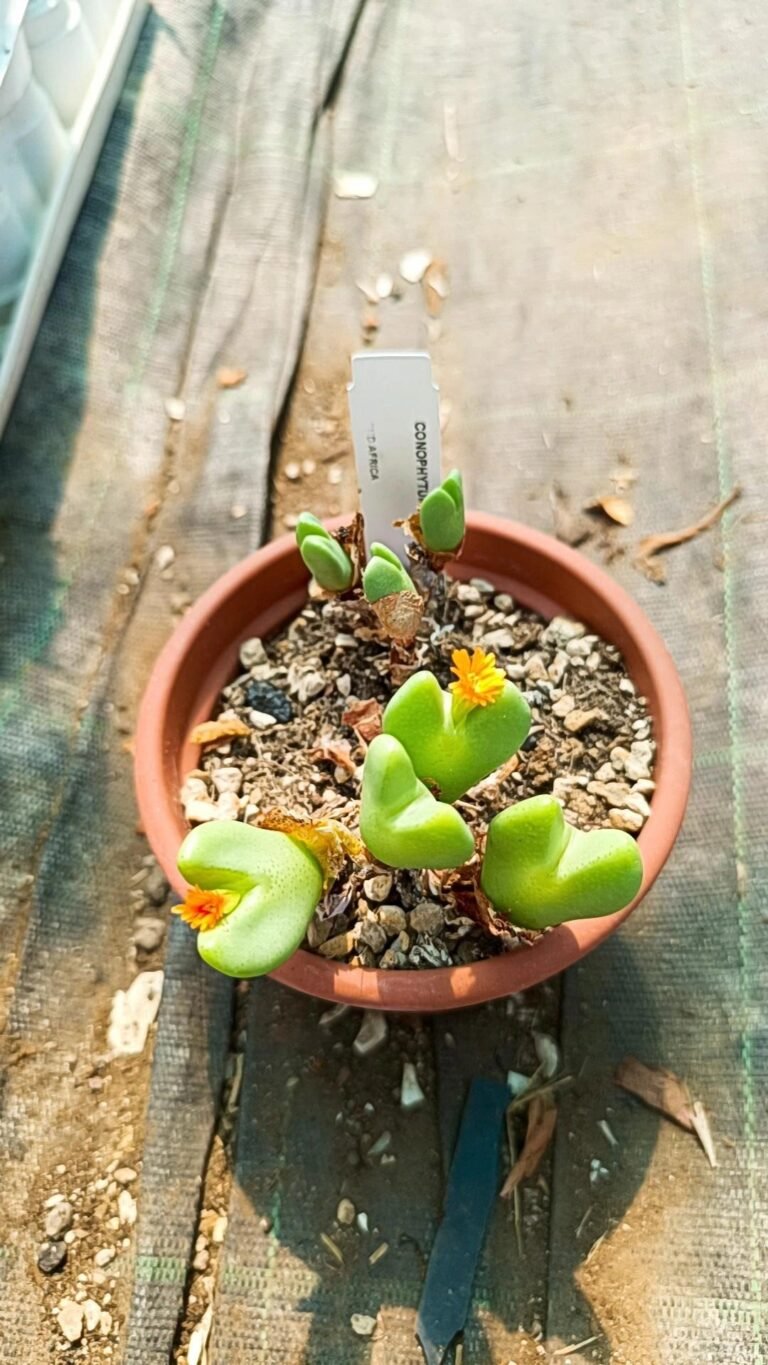 Conophytum bilobum