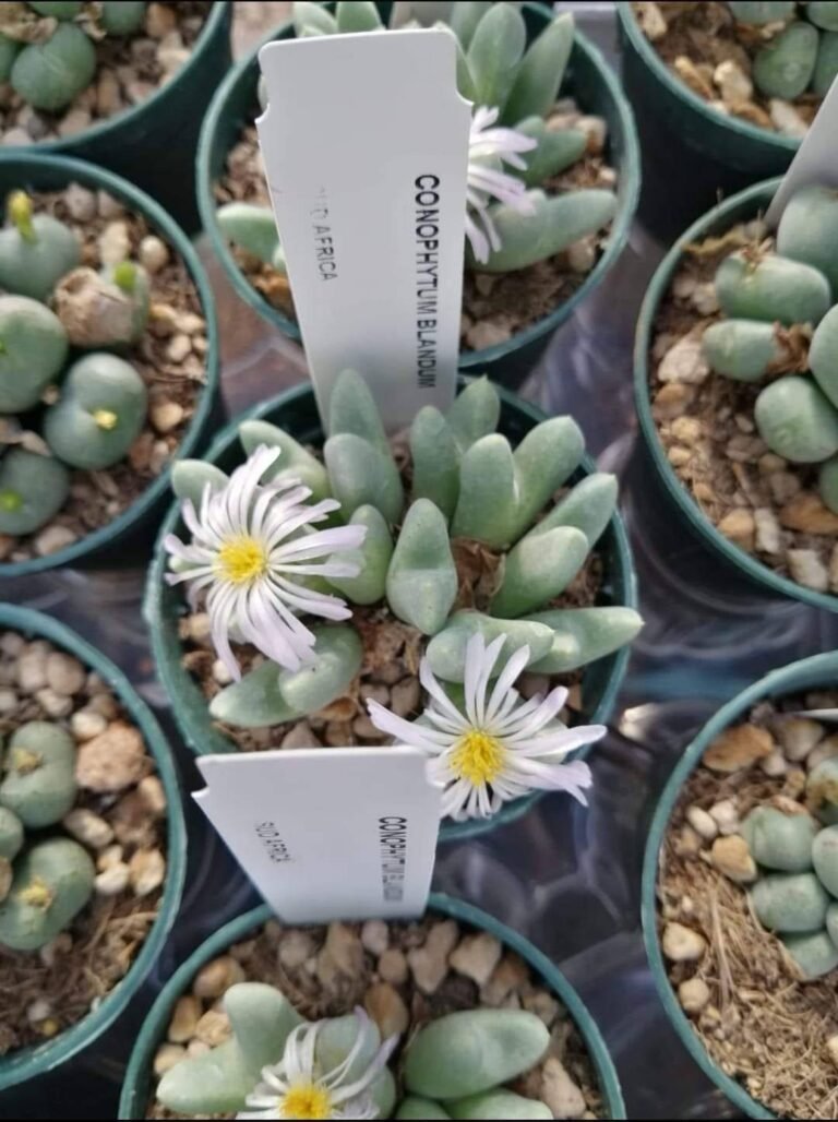 Conophytum Blandum