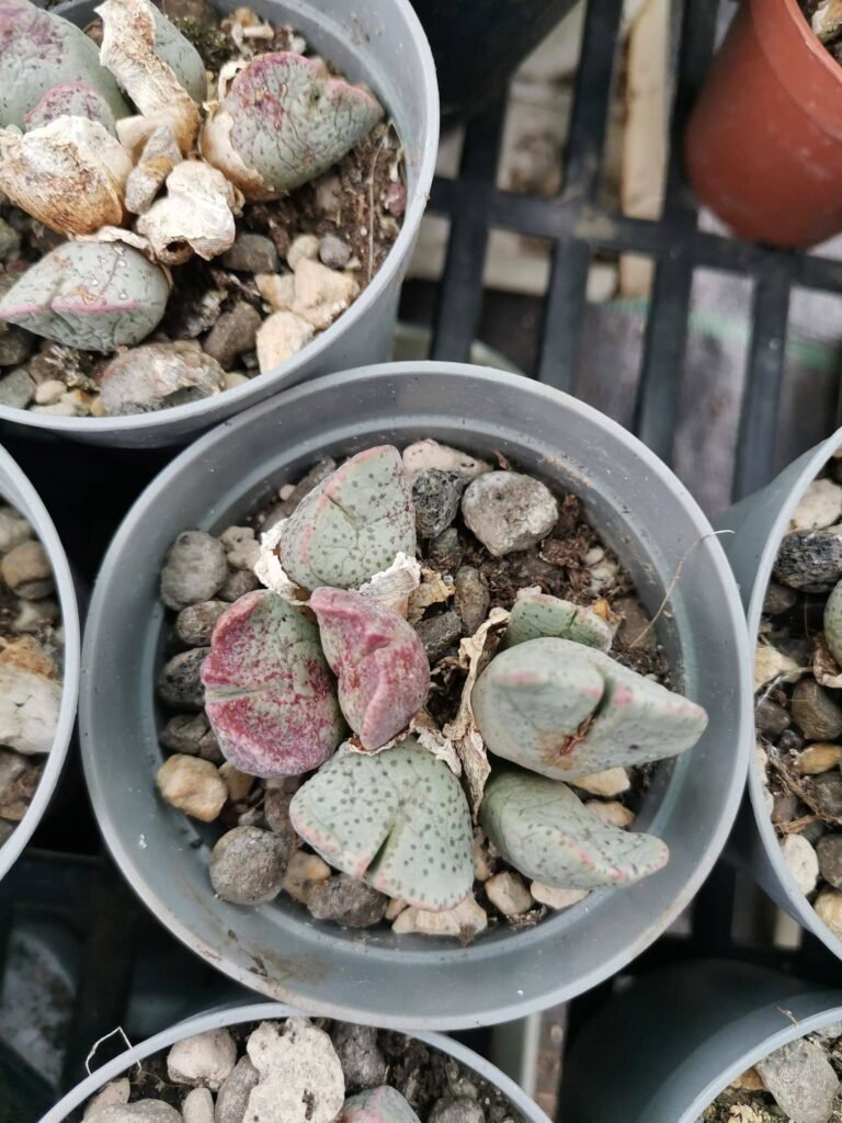 Conophytum Ernianum
