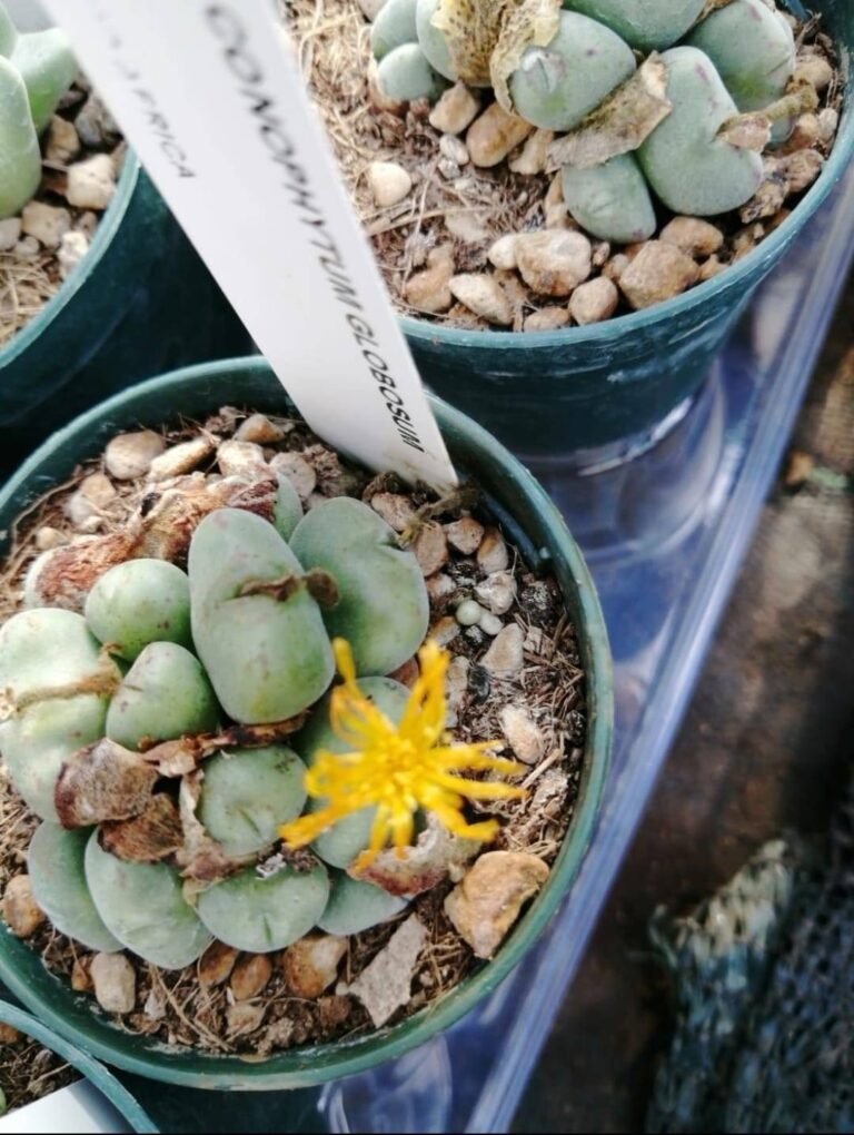 Conophytum Globosum