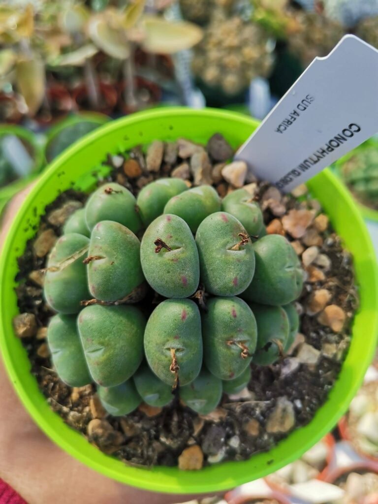 Conophytum Globosum