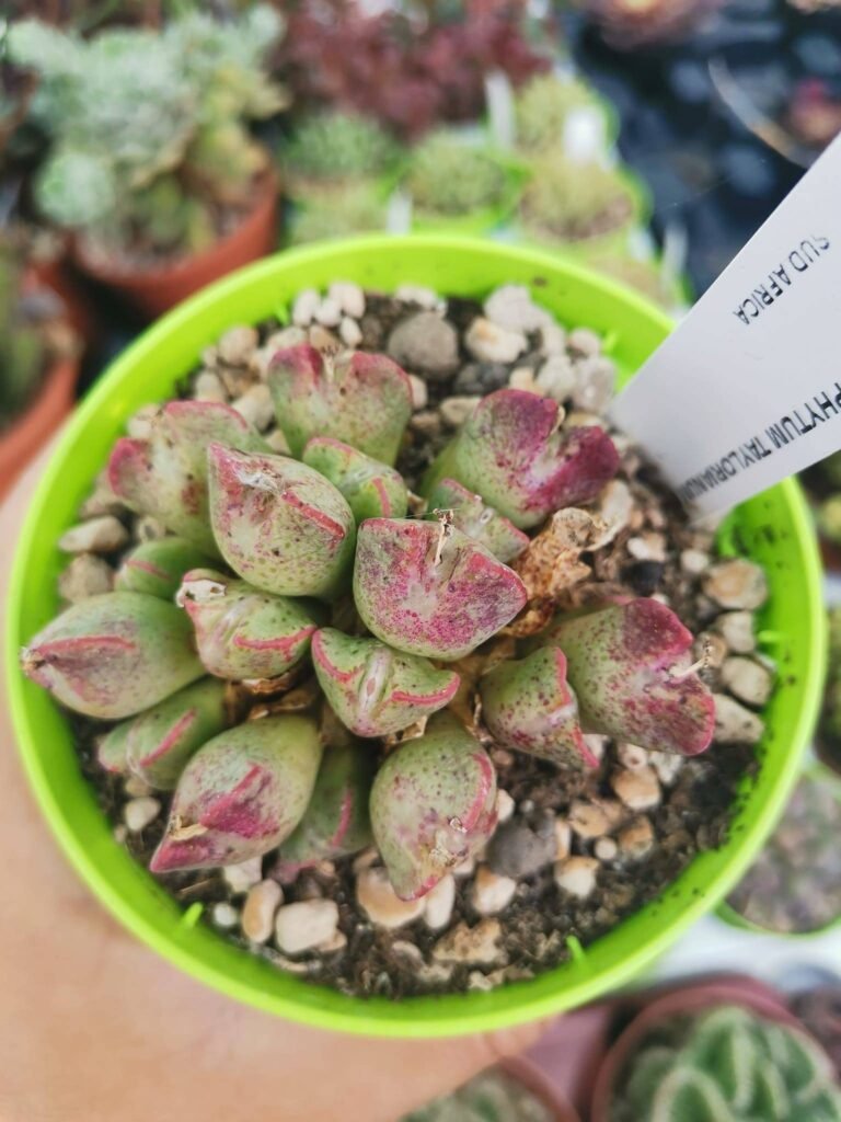 Conophytum Taylorianum
