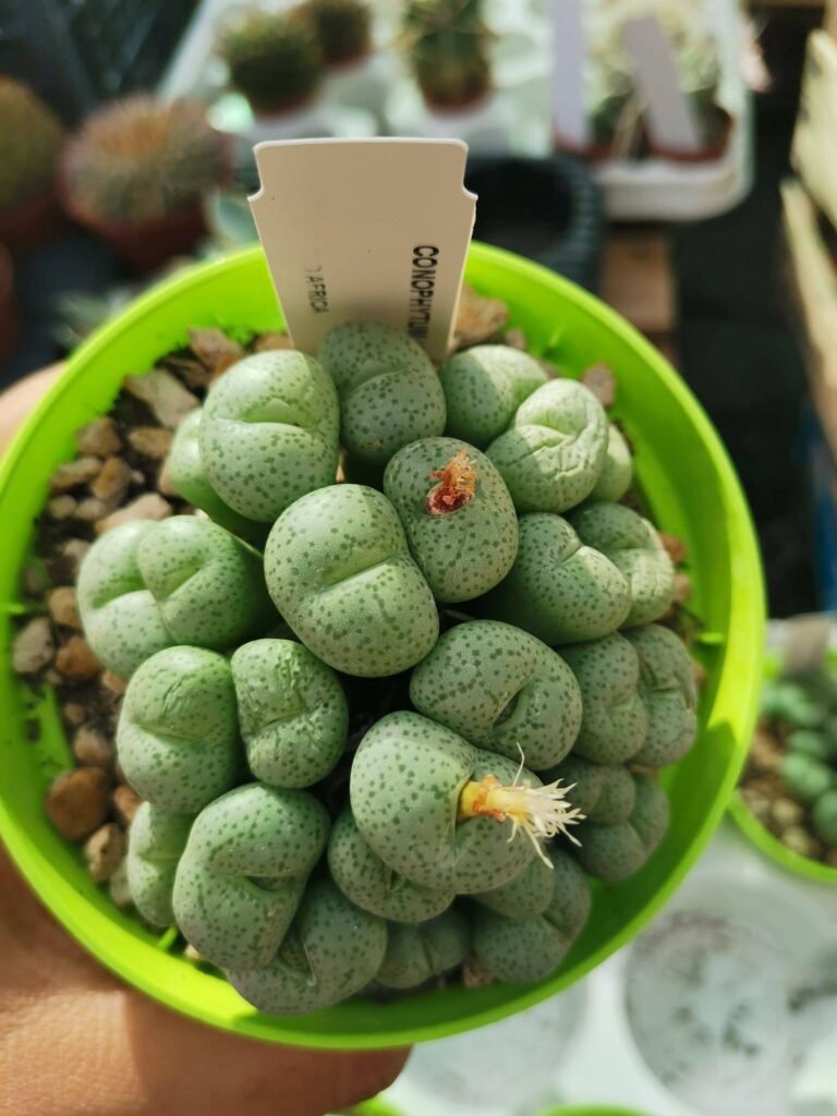 Conophytum Uviforme