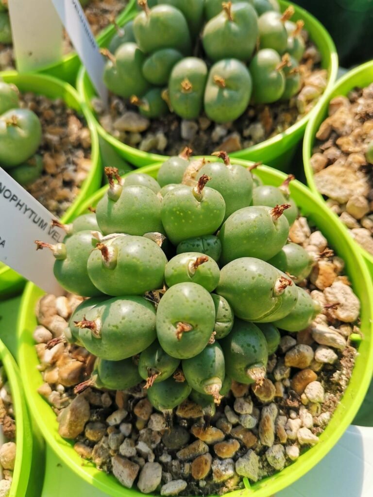 Conophytum Velutinum