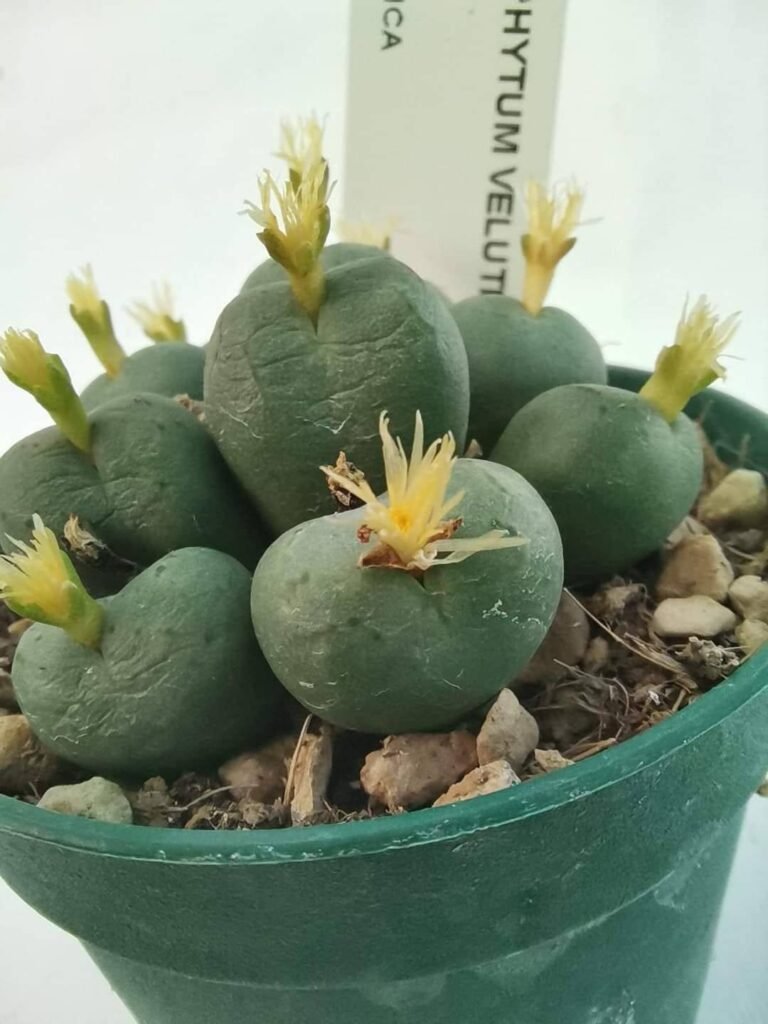 Conophytum Velutinum