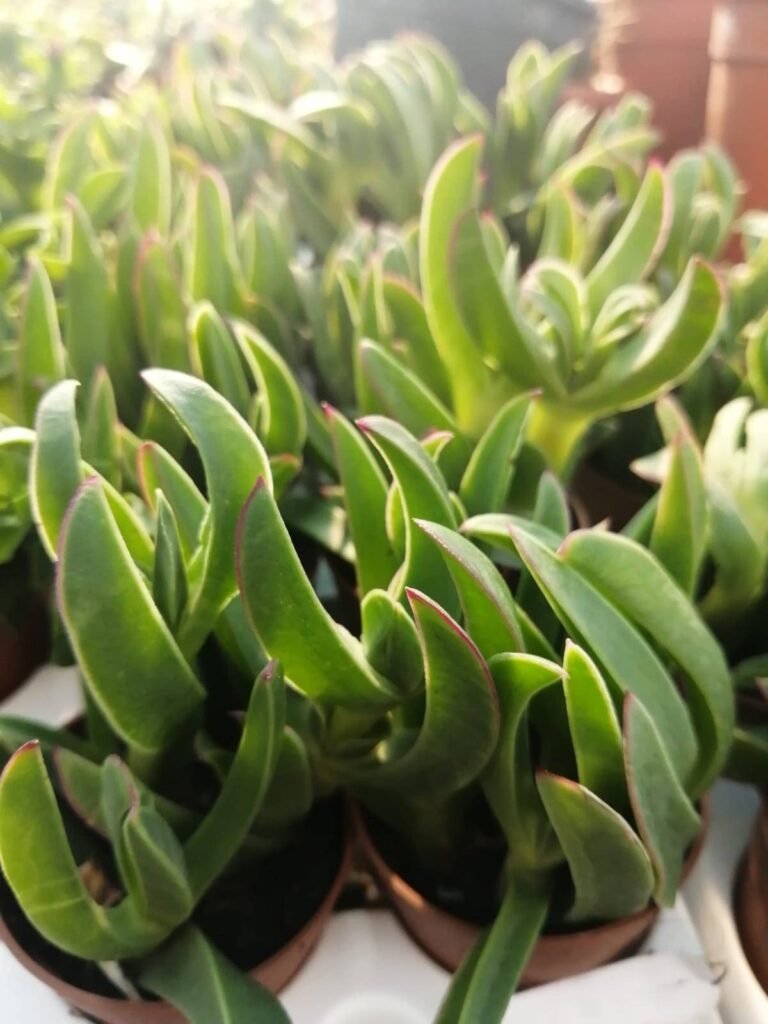 Corpobrotus o Unghia di strega