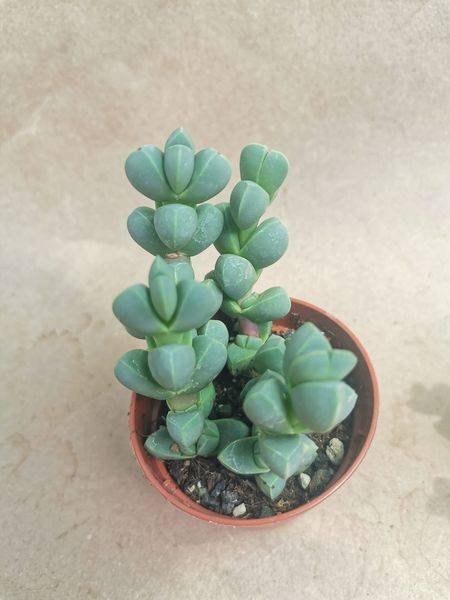 Corpuscularia Lehmannii