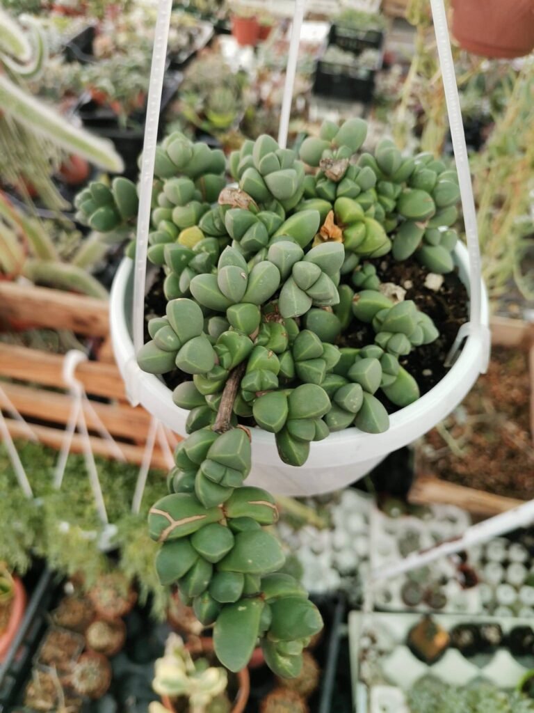 Corpuscularia Lehmannii