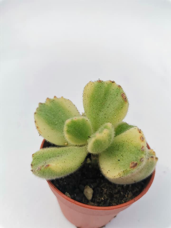 Cotyledon Ladismithiensis Variegata