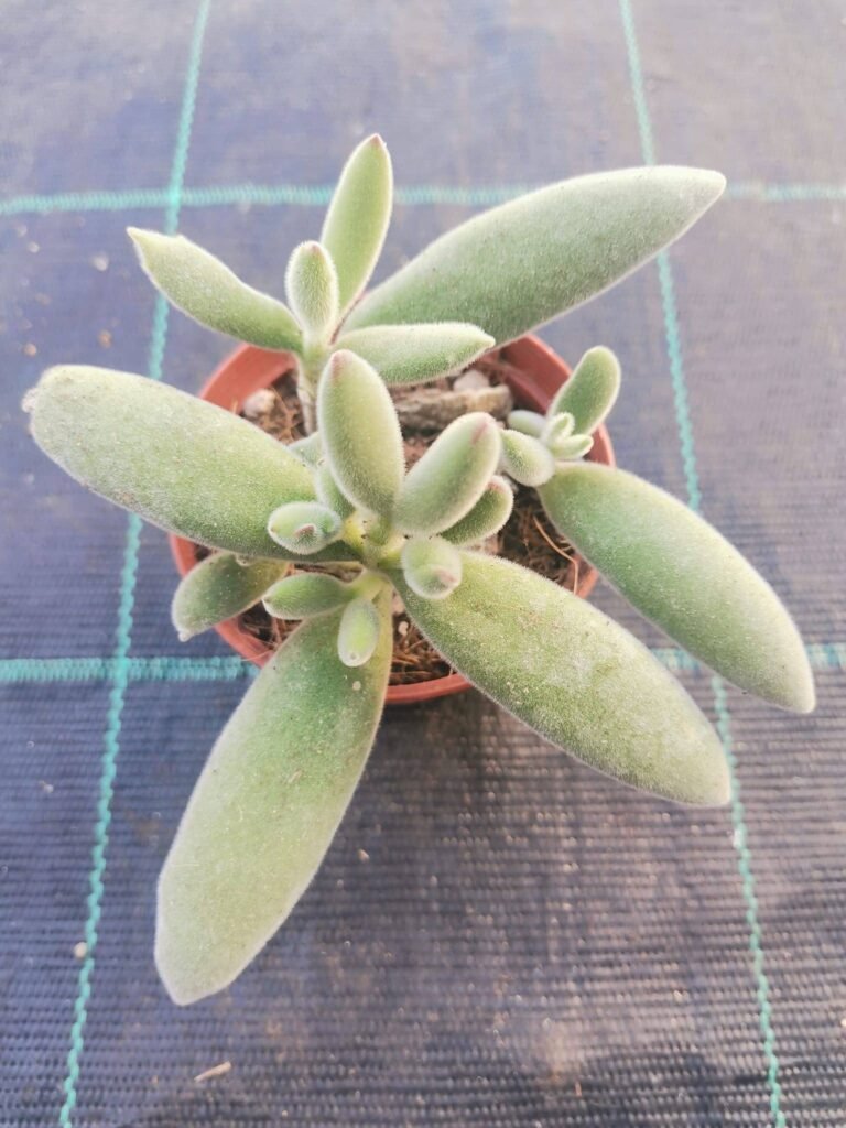 Cotyledon Campanulata