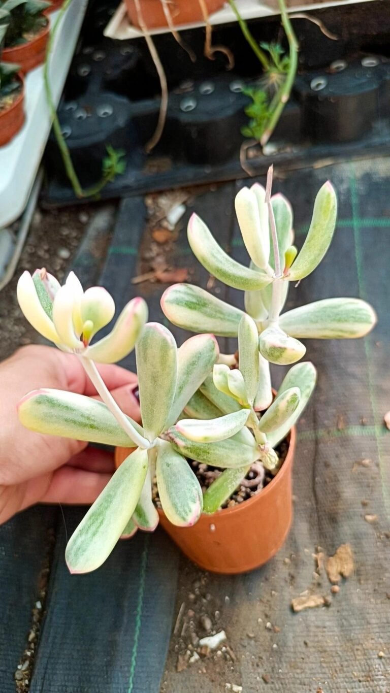 Cotyledon Orbiculata v. Dinteri Variegata