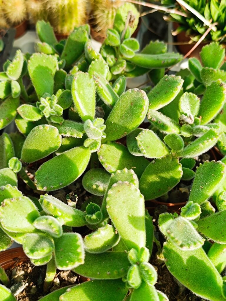 Cotyledon Ladismithiensis