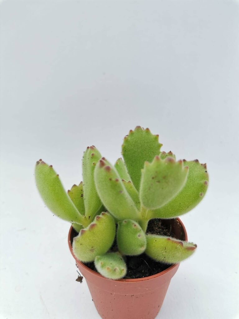 Cotyledon Ladismithiensis