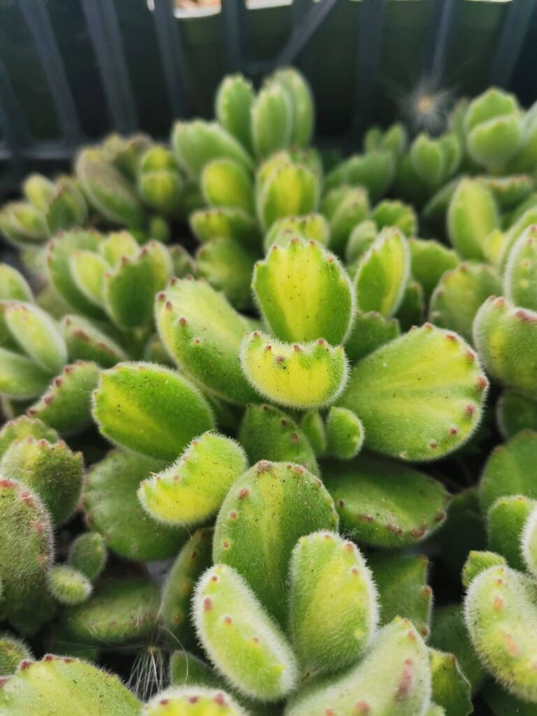 Cotyledon Ladismithiensis Mediopicta Variegata