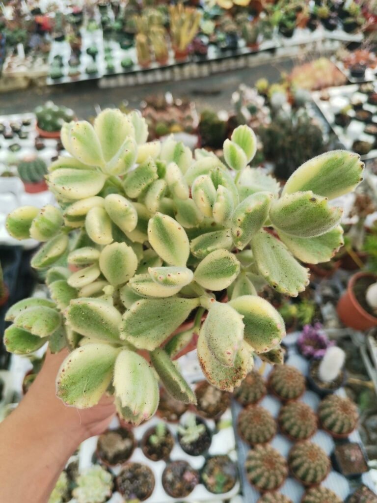 Cotyledon Ladismithiensis Variegata