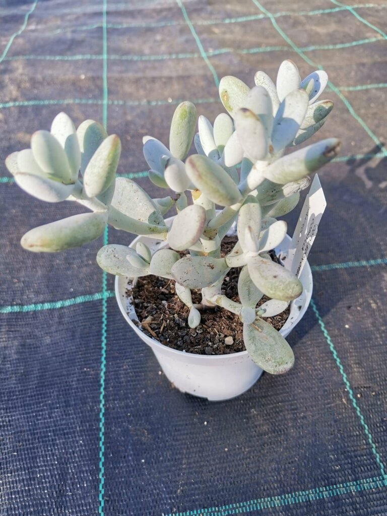 Cotyledon Orbiculata Oophylla