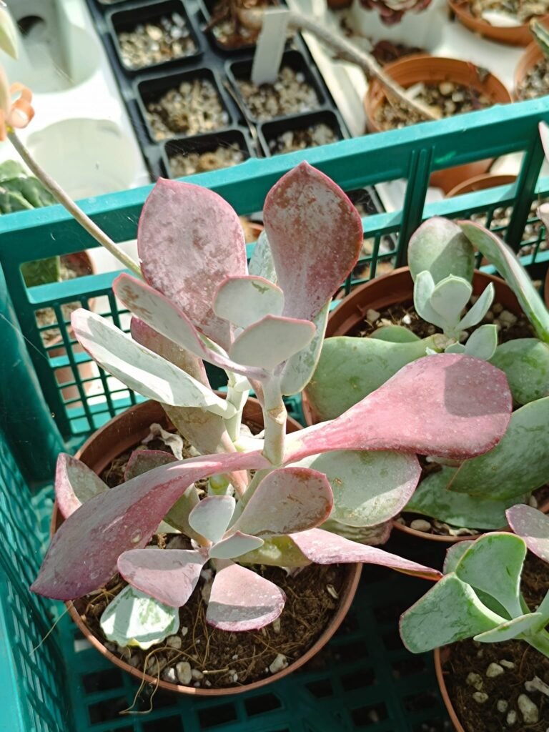 Cotyledon Orbiculata