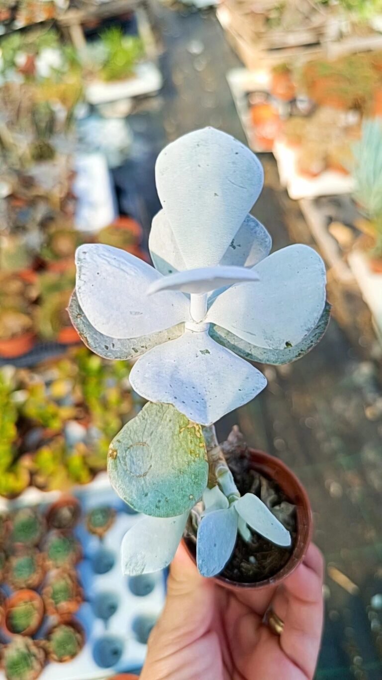 Cotyledon orbiculata