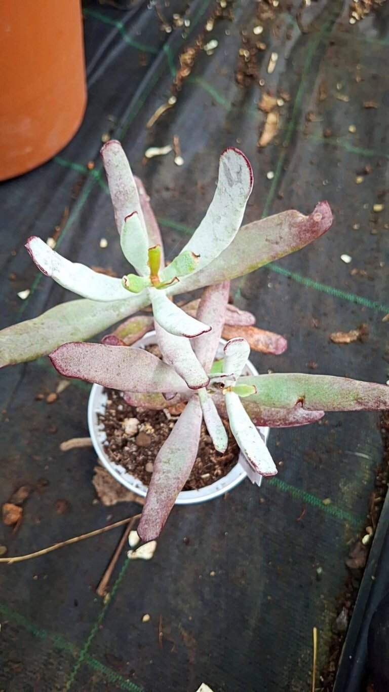 Cotyledon orbiculata v oblonga
