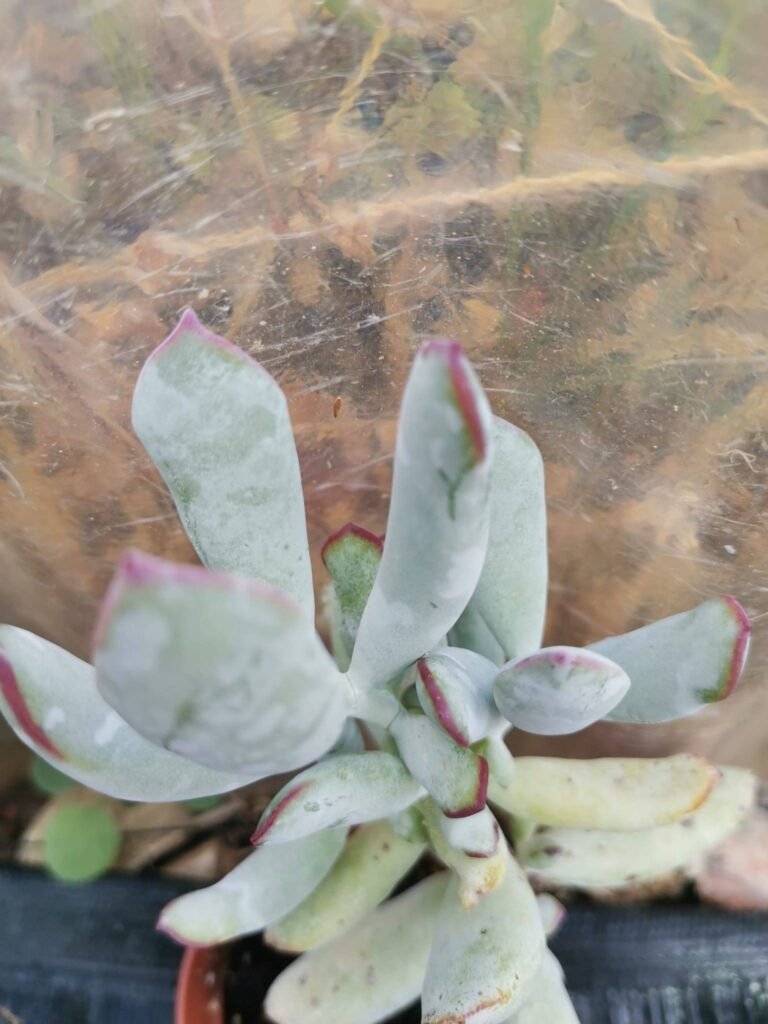 Crassula Orbiculata v. Oblonga Grey Sticks