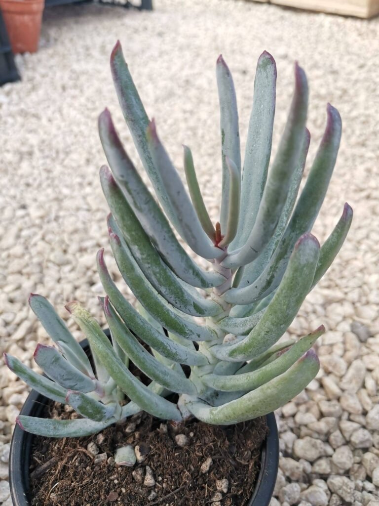 Cotyledon Orbiculata v. Staghorn