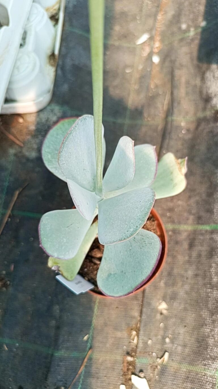 Cotyledon passion’s Heart