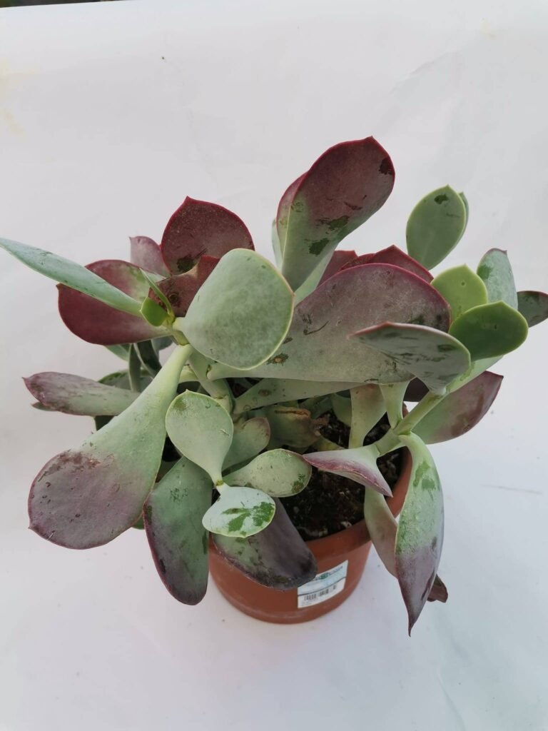 Cotyledon sp Big Size